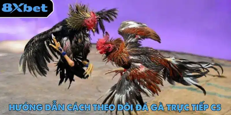 Đá Gà Trực Tiếp C5 - Trải Nghiệm Cược Hot Nhất 2025 4 Đá gà trực tiếp C5 có lượng người dùng lớn và phản hồi tích cực về dịch vụ